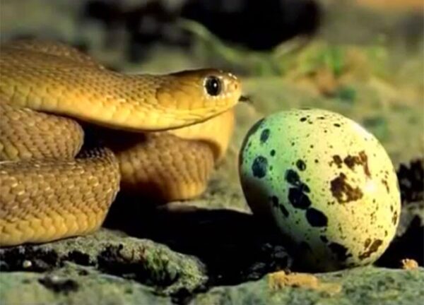 Μικροσκοπικό φίδι πασχίζει να φάει ένα μεγάλο αυγό [video]