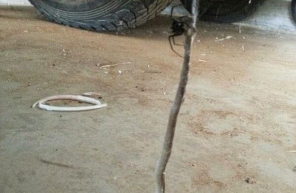 Δηλητηριώδης αράχνη vs επικίνδυνο φίδι [video]