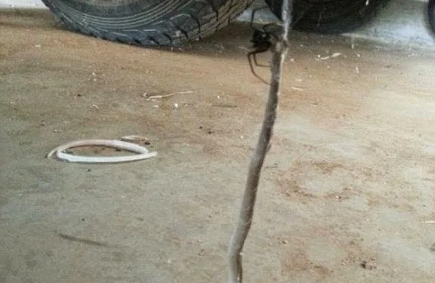 Δηλητηριώδης αράχνη vs επικίνδυνο φίδι [video]