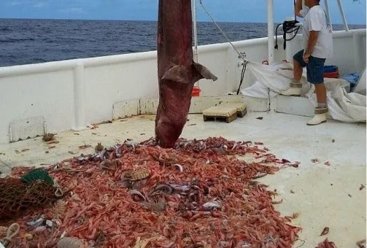 “Βγήκαν” για γαρίδες και αυτό που έπιασαν ακόμα δε μπορούν να το πιστέψουν… [video]