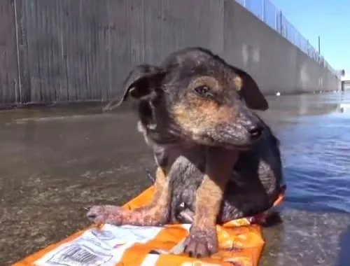 Η συγκινητική ιστορία ενός κουταβιού: Του είχαν κόψει το πόδι αλλά ευτυχώς το έσωσαν οι φιλόζωοι [video]
