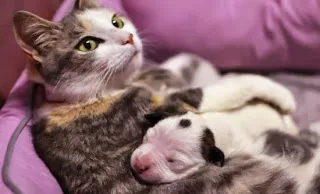 Τοξόπλασμα, το παράσιτο που παίζει με το μυαλό