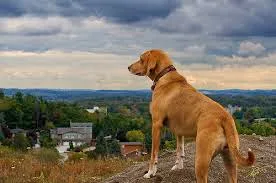 Πώς φέρονται τα ζώα πριν γίνει σεισμός;