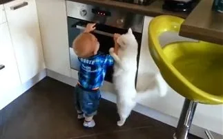 Γάτα προστατεύει μωρό από το φούρνο [video]