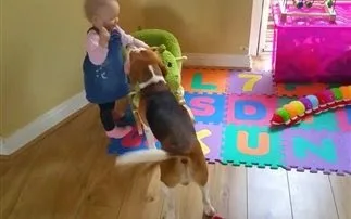 Η… διαπραγμάτευση του σκύλου