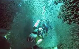 Κολυμπώντας με ένα εκατομμύριο ψάρια