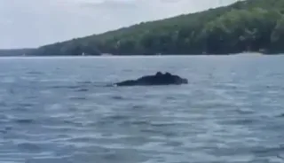 Παρατήρησε κάτι παράξενο να κινείται μέσα στο νερό μπροστά του. Δείτε τι ήταν!