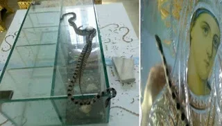 Βγήκαν τα φιδάκια της Παναγιάς στην Κεφαλλονιά. Η ιστορία