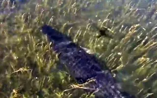 Απίστευτο βίντεο! Κροκόδειλος πηδάει στον αέρα για να φάει ένα drone!