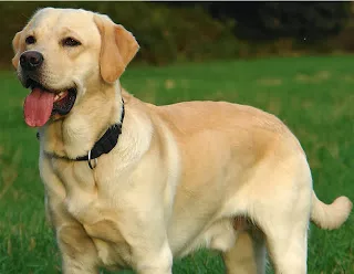 Τι παθαίνει ο εγκέφαλος ενός σκύλου όταν βλέπει το αφεντικό του;