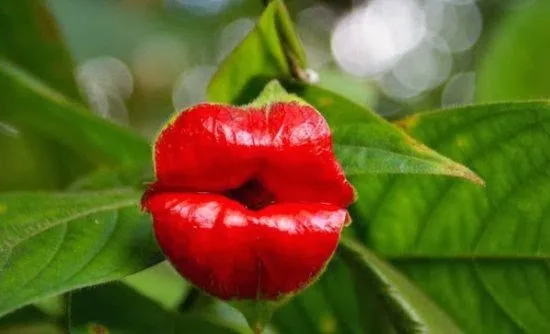 Το «έξυπνο» φυτό που μαθαίνει και θυμάται