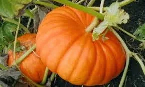 Οι υπερτροφές που κάνουν καλό στα παιδιά