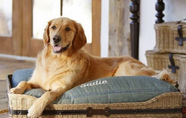 Δεν φαντάζεστε τι κάνει ο σκύλος σας στο σπίτι όταν φεύγετε [video]