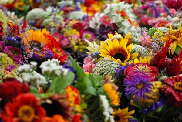 Λουλούδια που μπορούν να θεραπεύσουν ασθένειες