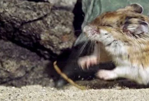 Το video που σαρώνει στο διαδίκτυο: Αρουραίος αρπάζει και καταβροχθίζει δηλητηριώδη σκορπιό! [video]