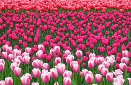 Οι θεραπευτικές ιδιότητες των λουλουδιών. Μάθετε σε τι βοηθούν