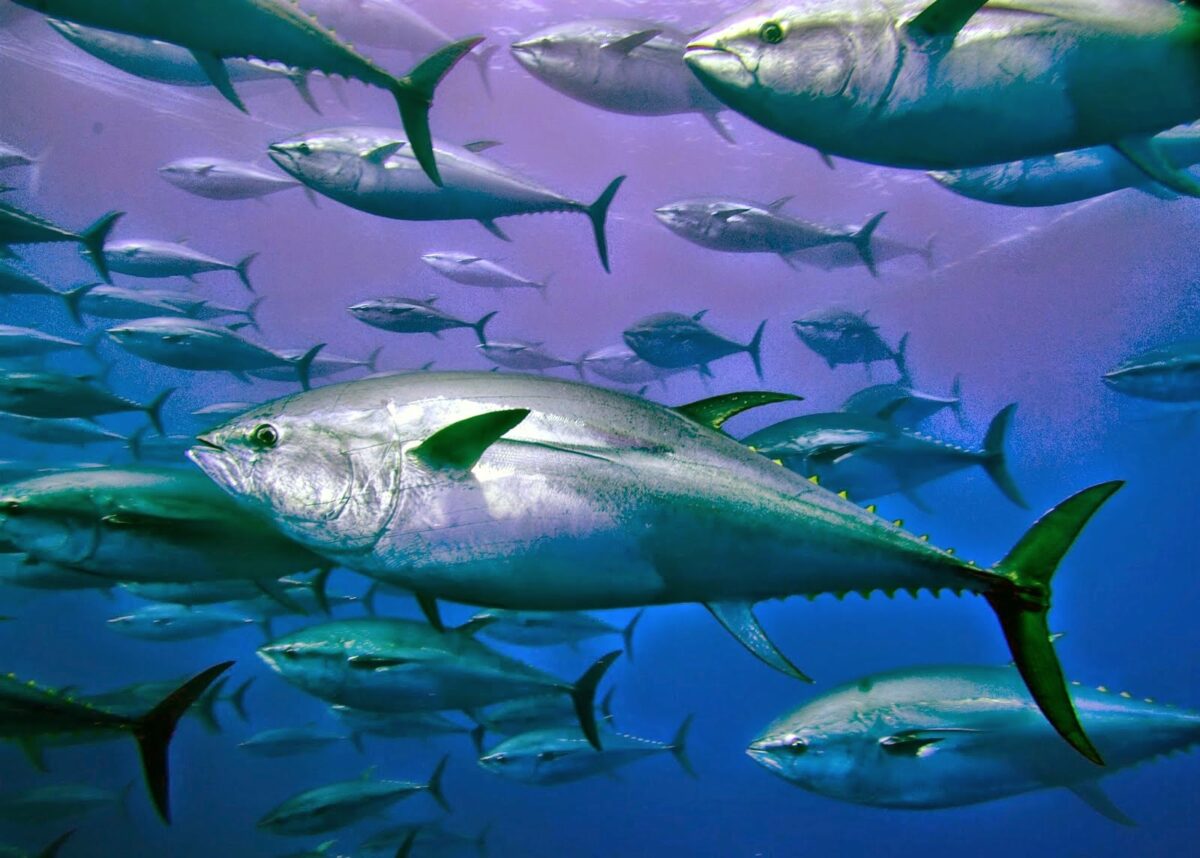 Τι σημαίνει η παροιμία “Φάτε μάτια ψάρια και κοιλιά περίδρομο…”