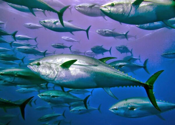 Τι σημαίνει η παροιμία “Φάτε μάτια ψάρια και κοιλιά περίδρομο…”