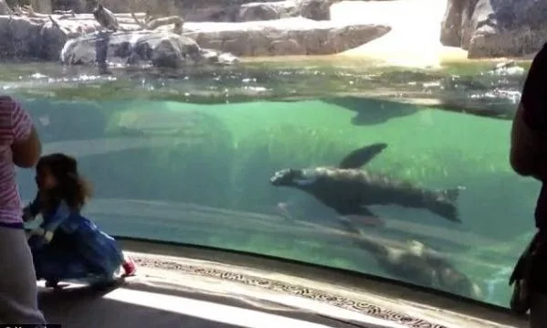 Πώς αντιδρά ένα θαλάσσιο λιοντάρι όταν βλέπει ένα κοριτσάκι να πέφτει; [video]