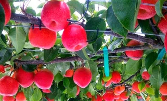 Αχλαδόμηλο: Ένα παράξενο φρούτο!