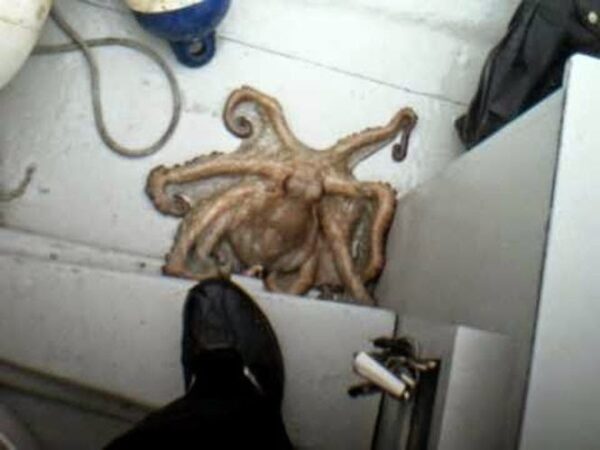 Δείτε πώς χταπόδι αλλάζει χρώμα για να γίνει ένα με τον πάτο μιας βάρκας [video]