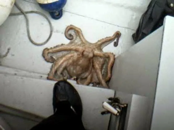 Δείτε πώς χταπόδι αλλάζει χρώμα για να γίνει ένα με τον πάτο μιας βάρκας [video]