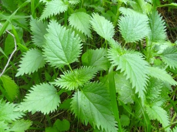 Ξέρατε τις δεκάδες θεραπευτικές ιδιότητες της Tσουκνίδας και Γλιστρίδας;