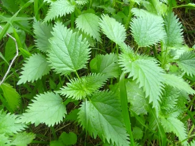 Ξέρατε τις δεκάδες θεραπευτικές ιδιότητες της Tσουκνίδας και Γλιστρίδας;