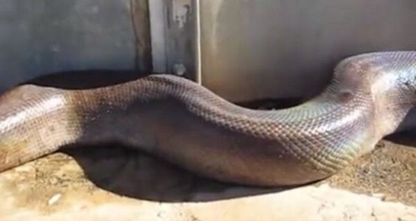 Θα σας κοπεί το αίμα – Το πιο τρομακτικό βίντεο που υπάρχει! [video]