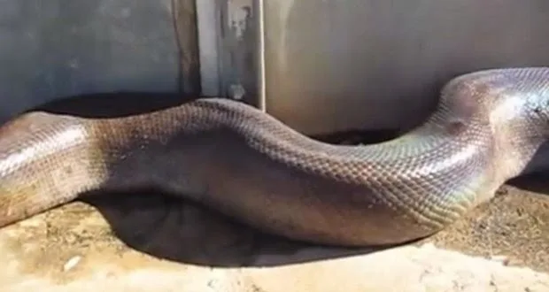 Θα σας κοπεί το αίμα – Το πιο τρομακτικό βίντεο που υπάρχει! [video]