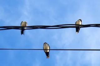 Τρία πουλάκια κάθονταν… Πως βγήκε;