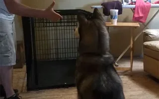 Ο πιο μελοδραματικός σκύλος όλων των εποχών [video]