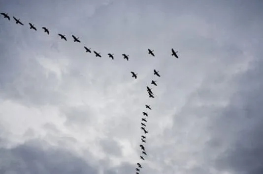 Γιατί τα πουλιά πετάνε σε σχήμα “V”;