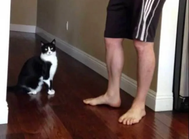 Η αγκαλιά μιας γάτας που έσπασε τα κοντέρ στο YouTube [video]