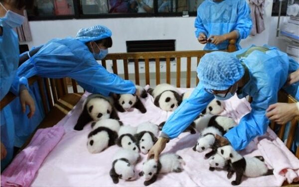 Ζητούνται νταντάδες σε αρκουδάκια… Θέλετε να μάθετε και πόση είναι η αμοιβή; [Video]