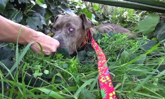 Δείτε το βίντεο που έκανε χιλιάδες ανθρώπους να δακρύσουν [video]