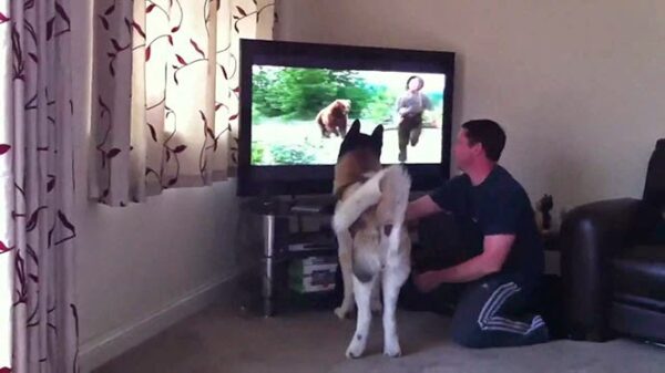 Σκύλος προσπαθεί να πηδήξει στην τηλεόραση για να σώσει αγόρι από αρκούδα [video]