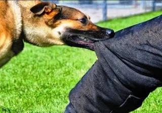 Από θαύμα σώθηκε μαθητής από επίθεση αδέσποτων στην Τρίπολη