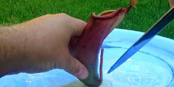 Aντέχεις να δεις; – Στο στομάχι ενός σαρκοφάγου φυτού [video]