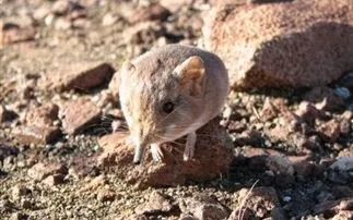 Ανακαλύφθηκε νέο θηλαστικό «διασταύρωση» ποντικιού-ελέφαντα !!