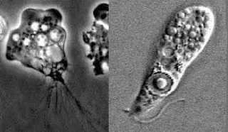 Το πιο φρικιαστικό παράσιτο του κόσμου – Πού κρύβεται;