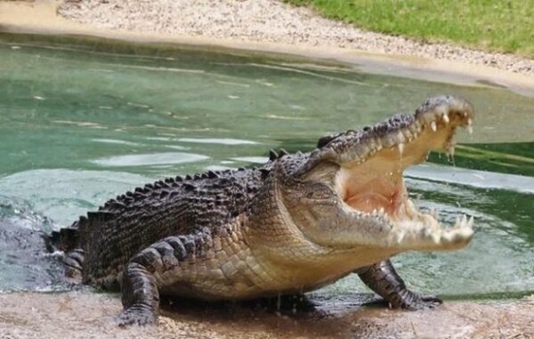 Ο κροκόδειλος του Ρεθύμνου κάνει βόλτες στις όχθες της λίμνης και κολυμπάει δίπλα στις πάπιες [video + photos]