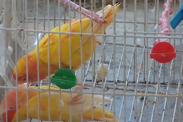 “Παπαγαλάκια της Αγάπης” – Το “κλάμα” του ενός όταν πέθανε το άλλο! ( ΒΙΝΤΕΟ )