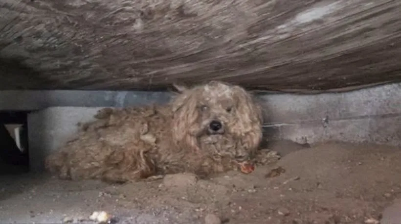 Σκύλος περίμενε για πάνω από ένα χρόνο το νεκρό αφεντικό του κάτω από ένα υπόστεγο