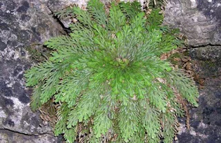 Απίστευτο! Αυτό είναι το φυτό που ποτέ δεν πεθαίνει…