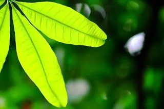 Πώς τα φυτά “μιλάνε” όπως τα ζώα όταν δέχονται πιέσεις