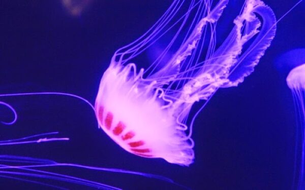 Απίστευτο βίντεο: Το τσίμπημα της τσούχτρας σε αργή κίνηση…