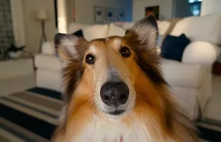 Τι δείχνει νέα έρευνα για τα σπίτια που έχουν σκύλο;