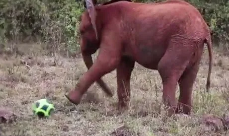 Χαριτωμένα ελεφαντάκια το ρίχνουν στο ποδόσφαιρο! [video]