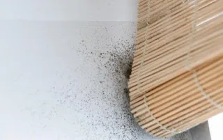 Ποια συμπτώματα πυροδοτεί η μούχλα στο σπίτι